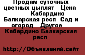 Продам суточных цветных цыплят › Цена ­ 50 - Кабардино-Балкарская респ. Сад и огород » Другое   . Кабардино-Балкарская респ.